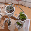 Ferris Wheel Bonsai Flowerpots  HomeStock homestocks.myshopify.com Ferris Wheel Bonsai Flowerpots  HomeStock homestocks.myshopify.com